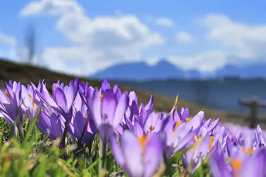 Krokusy Tatry i Podhale
