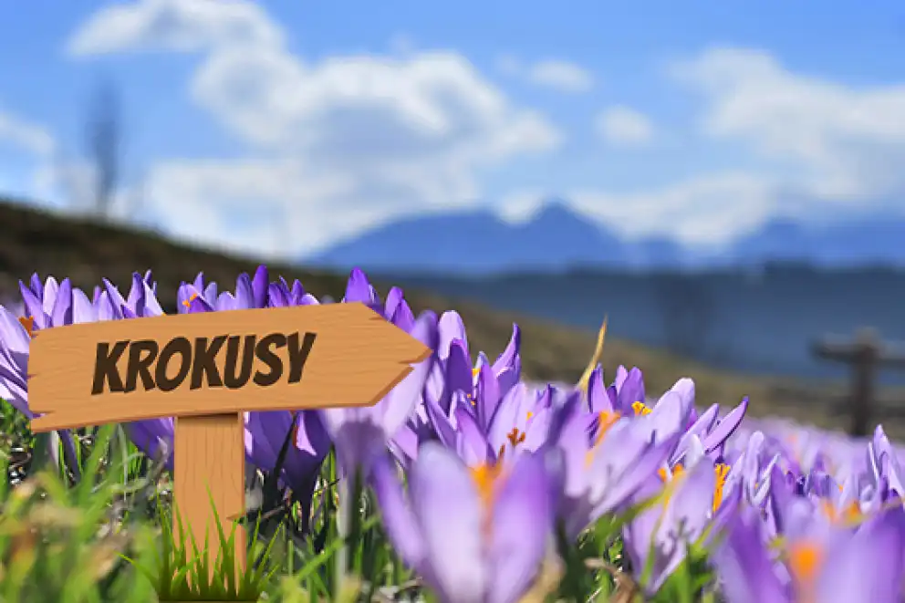 Najpiękniejsze miejsca na Podhalu i w Tatrach, gdzie można podziwiać kwitnienie krokusów