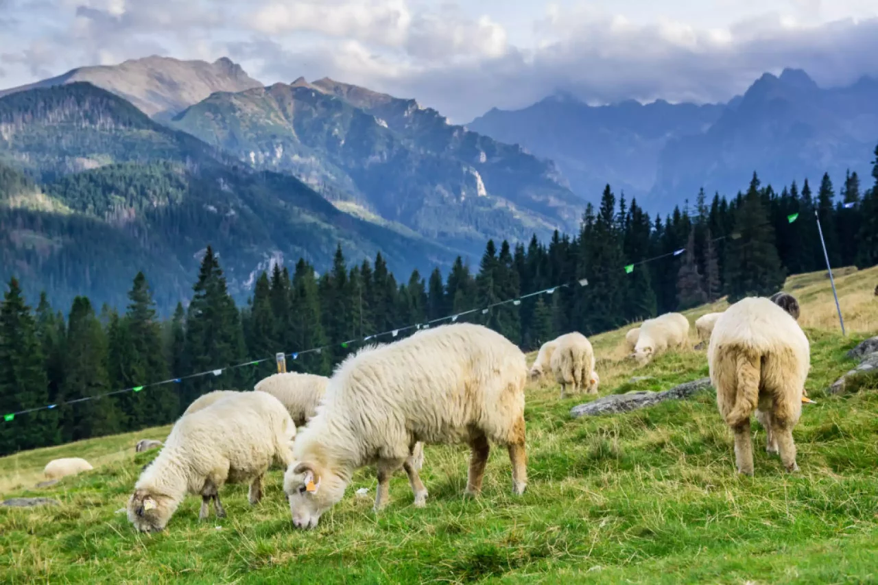 Karczmy regionalne Zakopane i okolica