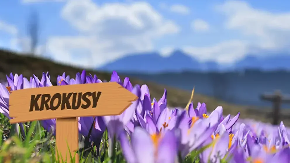 Krokusy na Podhalu i w Tatrach - najlepsze miejsca na fioletowe łąki